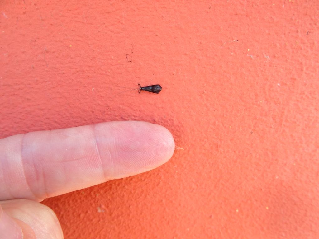 sembra: Mystacides azurea o nigra - Leptoceridae